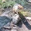 Иконка канала Гогоа