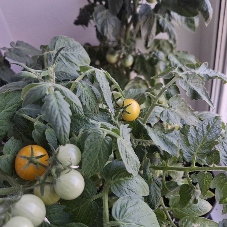 Иконка канала Ольга Огород На Окне🍅