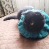 Иконка канала Катя и кот Тима