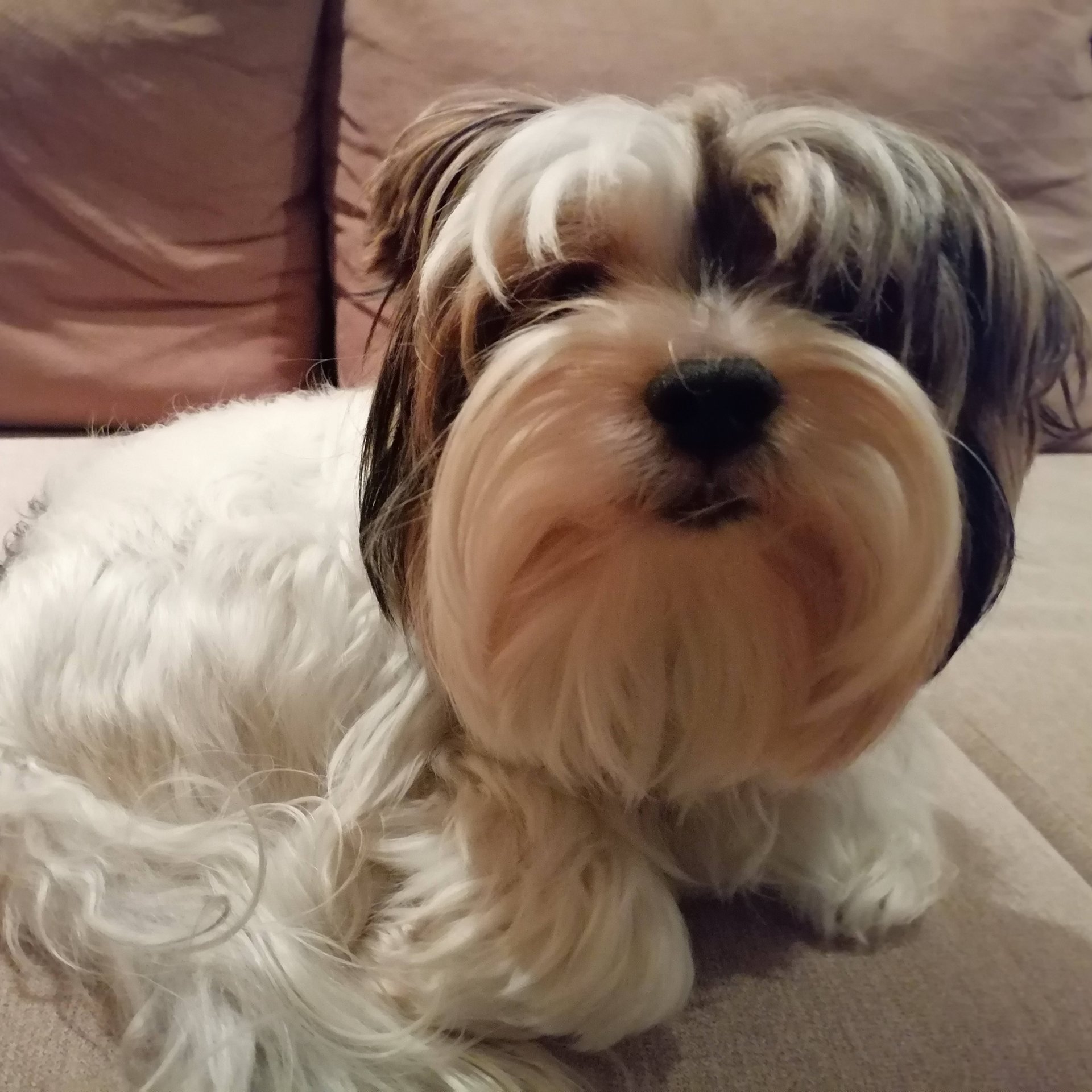 Аватар автора