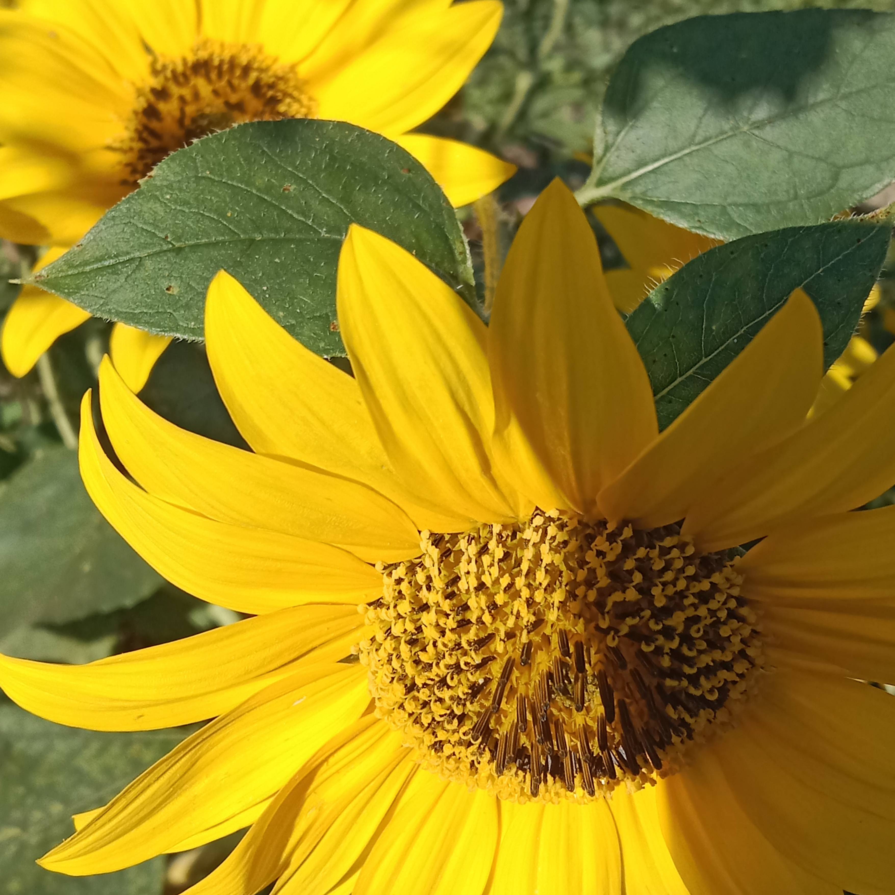 Иконка канала Кубански е будни с Верой