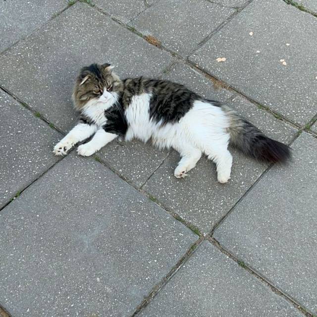 Иконка канала Козырь