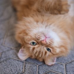 Иконка канала Бедосики. Строим дом