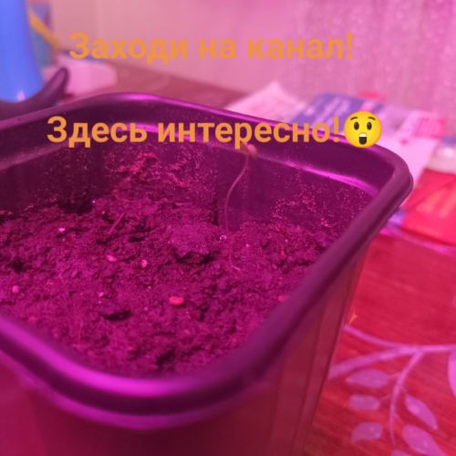 Иконка канала Садоводство с Иваном