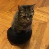 Иконка канала Mr. Кот