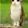 Иконка канала Meowl