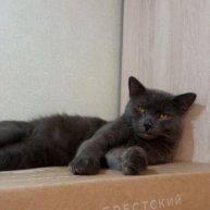 Иконка канала SIMBA😼✔️