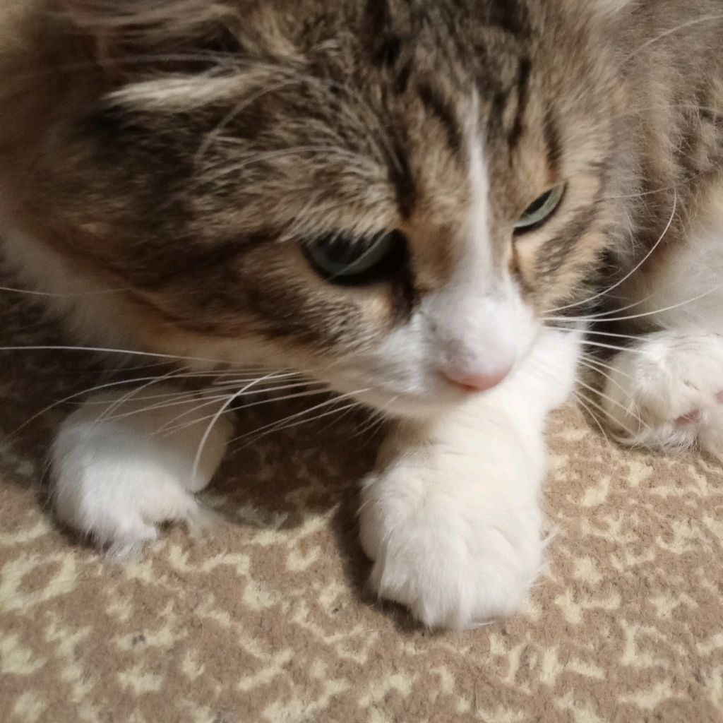 Аватар автора