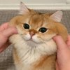 Иконка канала Гига пельмень 2.0
