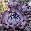 Иконка канала SEMPERVIVUM/32