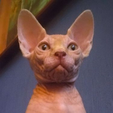 Иконка канала Дорогая Элли