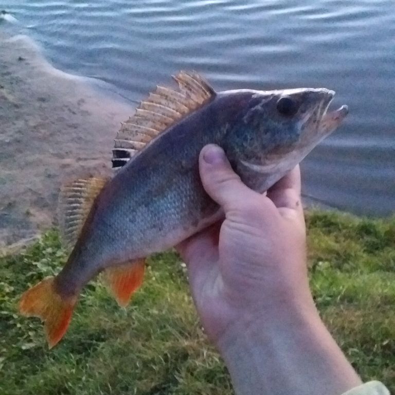 Иконка канала ARS76