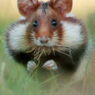 Иконка канала Лиза🐹Games