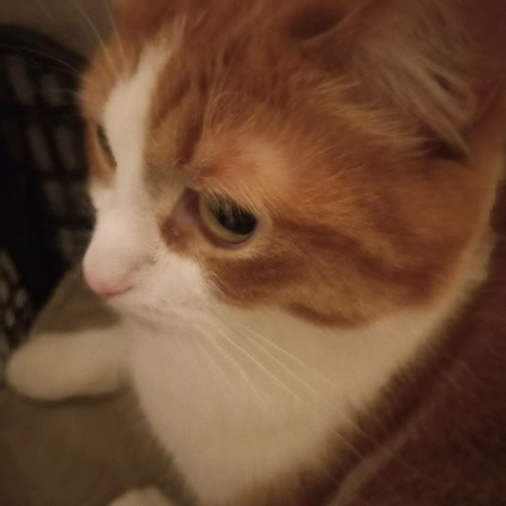 Иконка канала котик Мур Мур✅