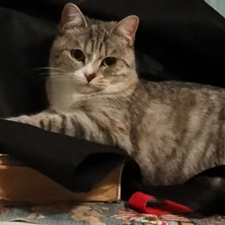 Аватар автора