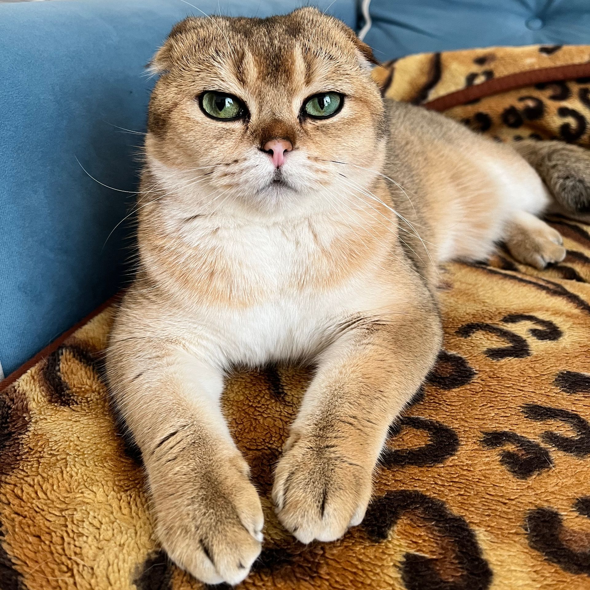 Аватар автора