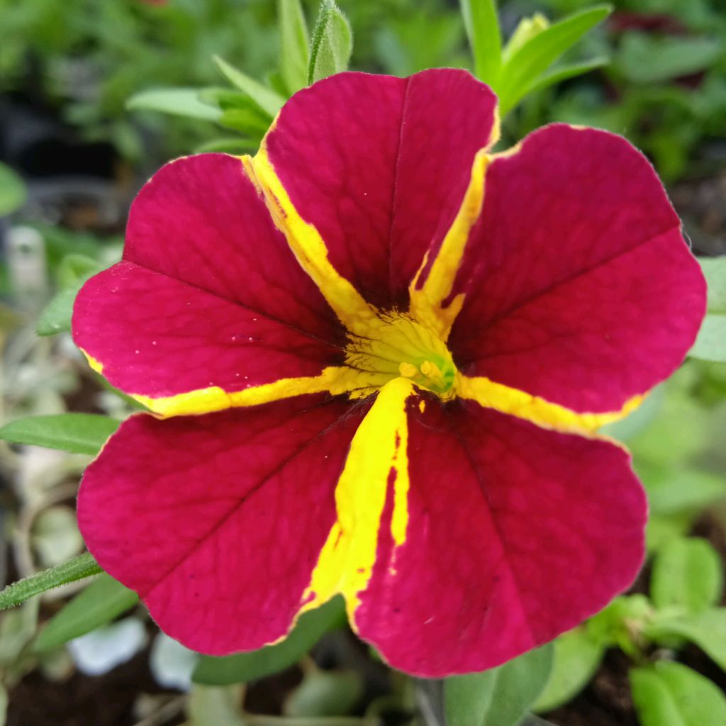 Иконка канала Цветочная Фея