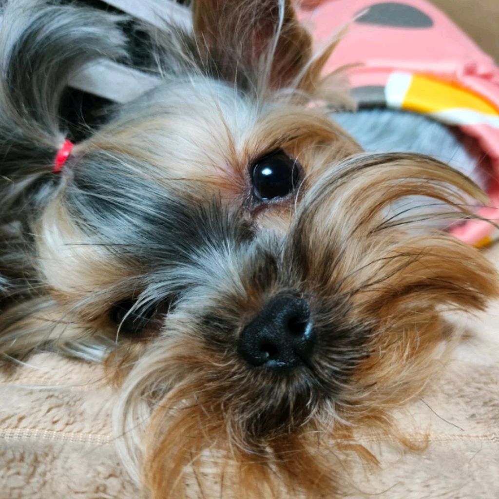 Иконка канала Йоркширский терьерчик Рокси