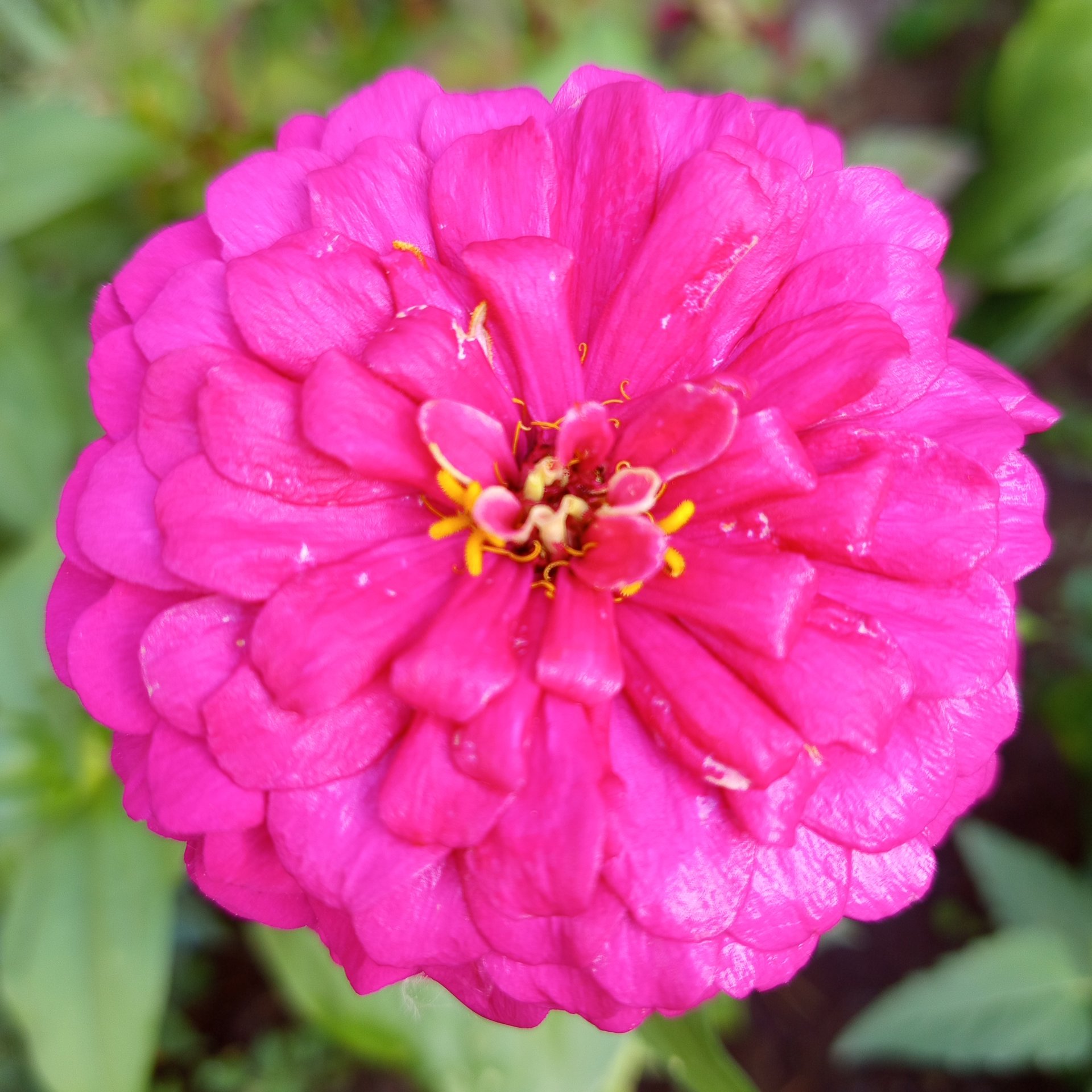 Иконка канала Выращиваю с нуля🌿