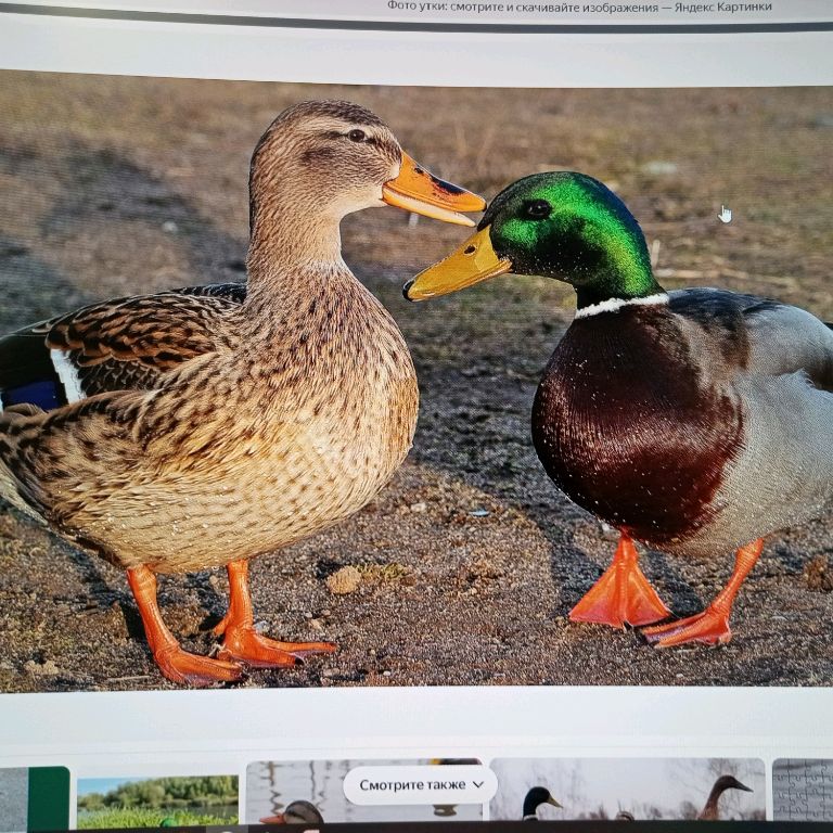 Иконка канала Маша Утка