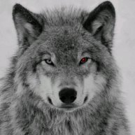 Иконка канала Волк