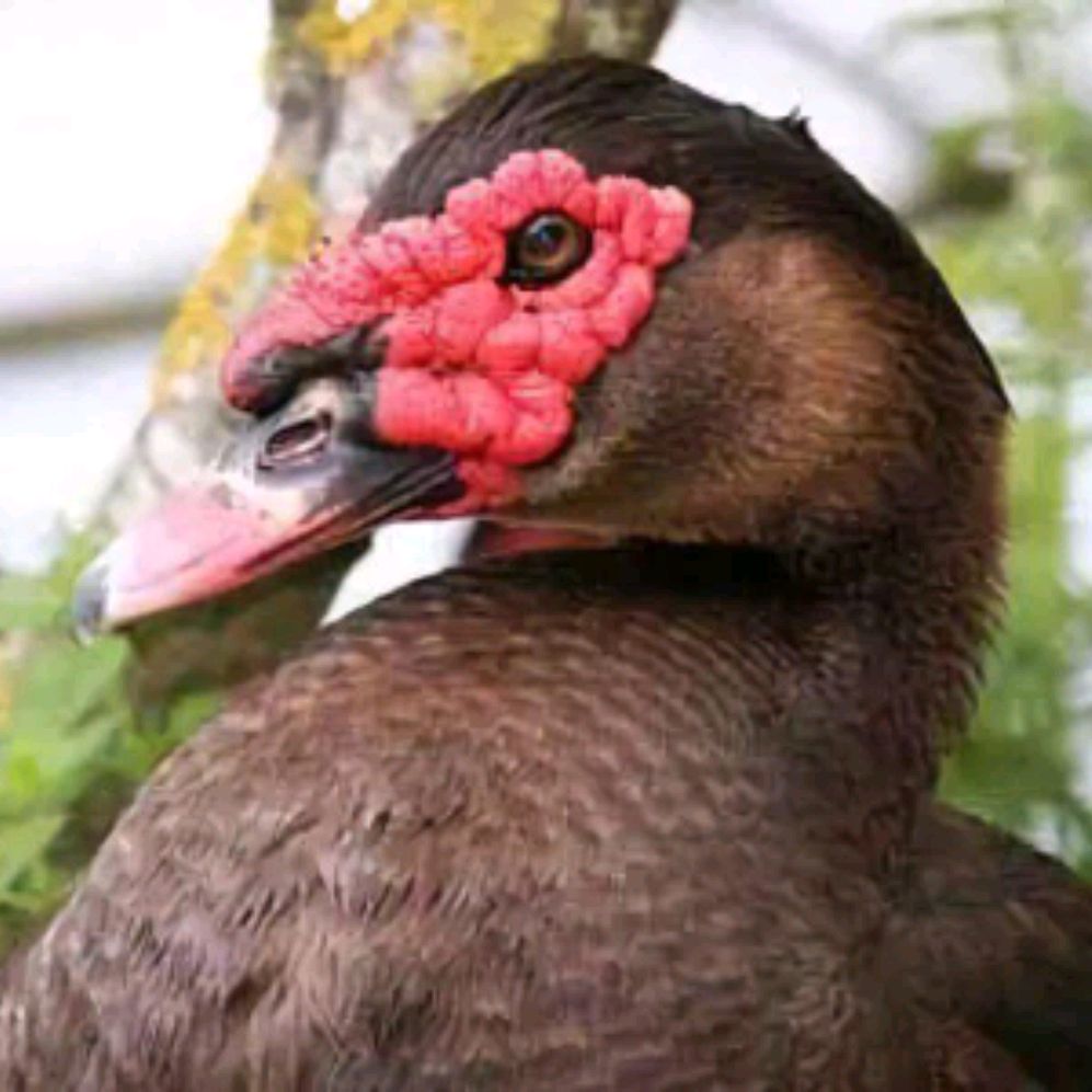 Иконка канала "Крымский Тяж" Мускусные Утки Тяжёлой Линии!