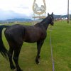 Иконка канала Ябоган Horse