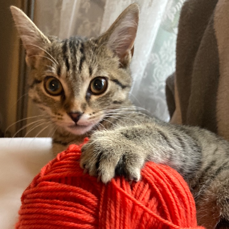 Иконка канала Наша Таня - просто вяжет. С миру по нитке.