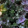 Иконка канала succulenthouse