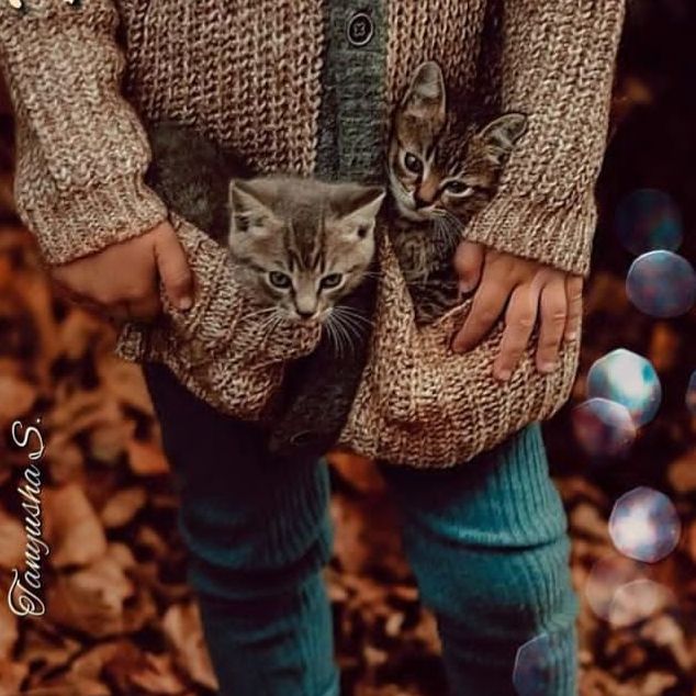 Аватар автора