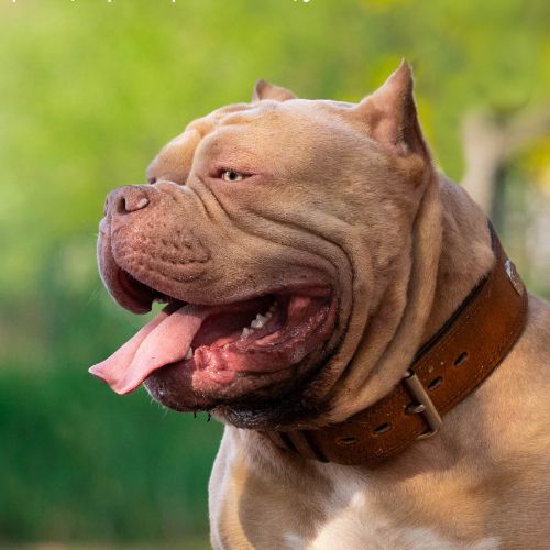 Иконка канала Bully-team