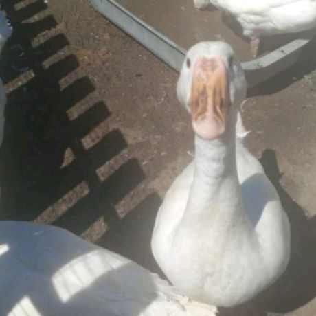 Иконка канала блокус 67