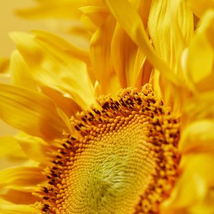 Иконка канала Agro22