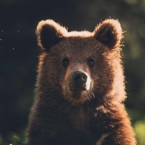 Иконка канала 🧸Bear_rbx🧸