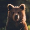 Иконка канала 🧸Bear_rbx🧸