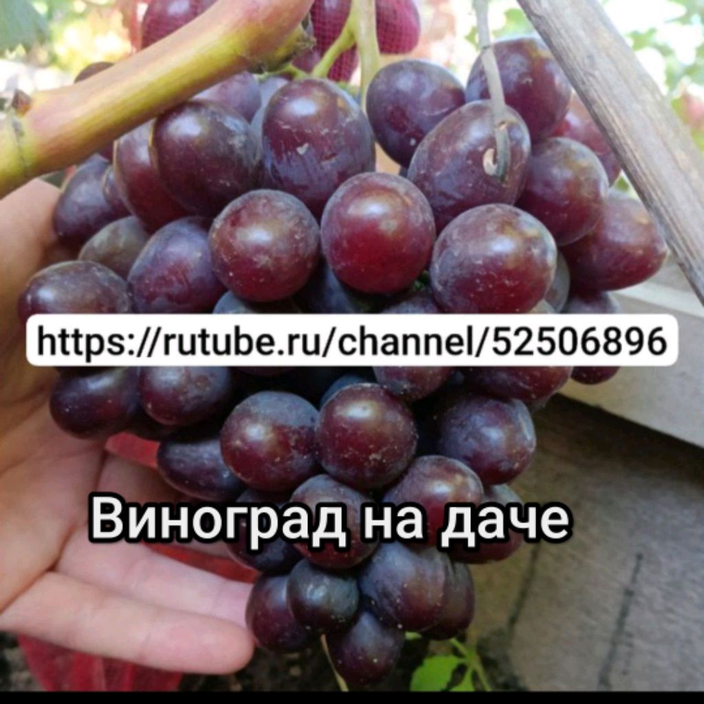 Иконка канала Виноград на даче.