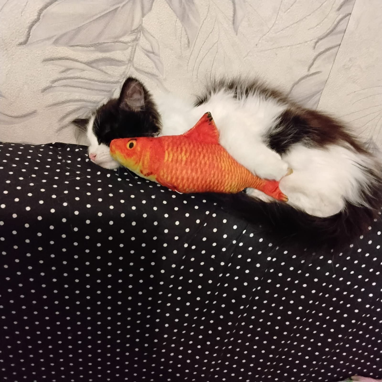 Иконка канала Костя Кот