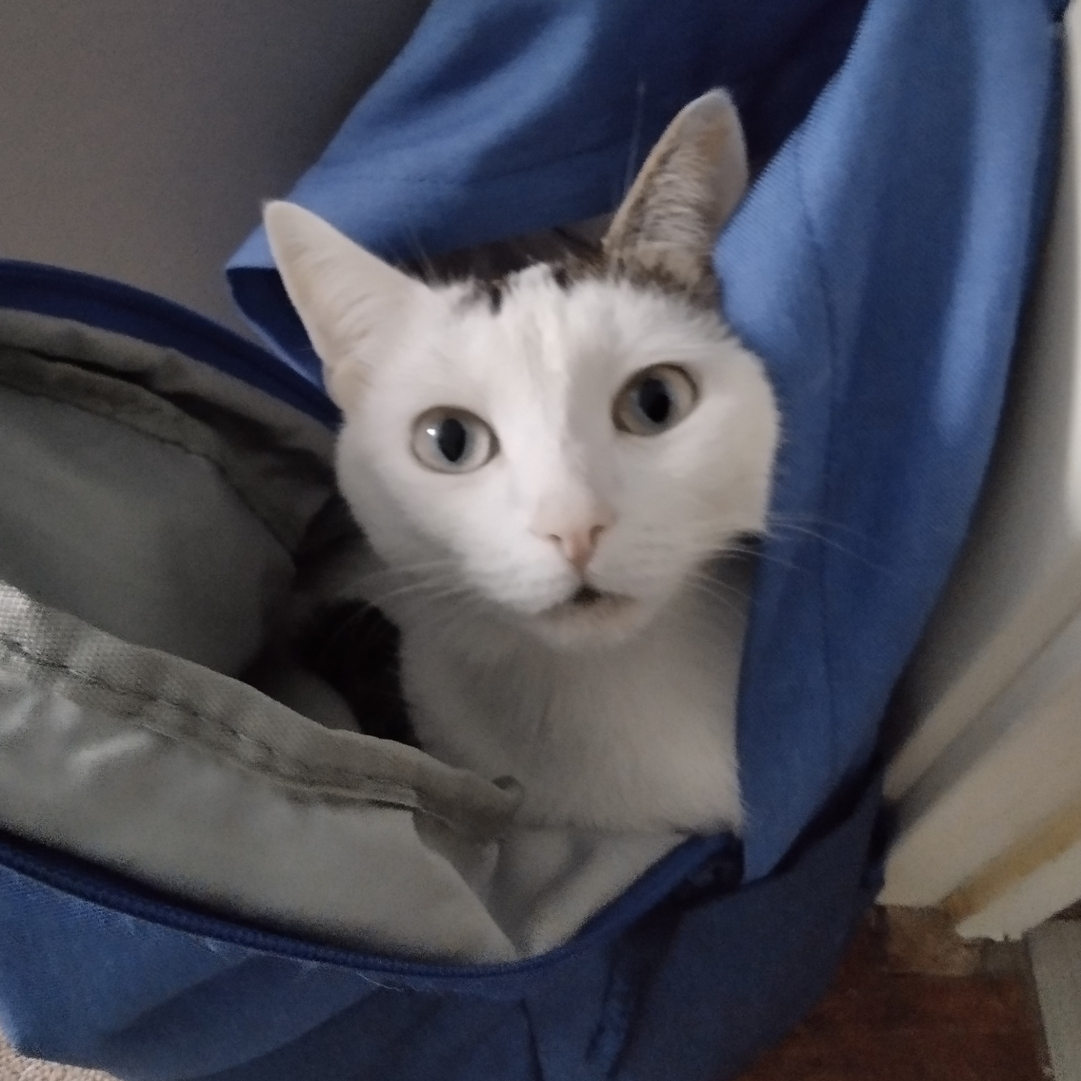 Иконка канала роблокс глючит