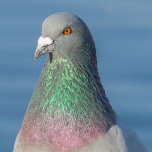 Иконка канала голубь-стример228