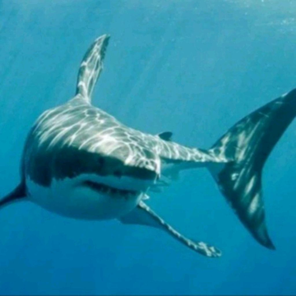 Иконка канала Акула Games