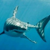 Иконка канала Акула Games