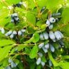 Иконка канала Жимолость чудо органики