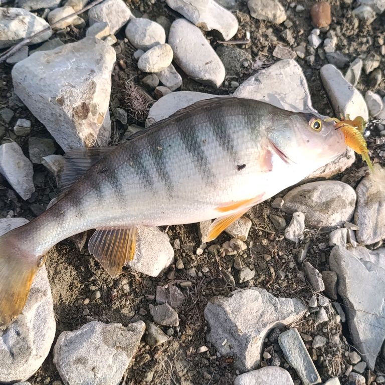 Иконка канала Zanoza о Рыбалке