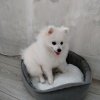 Иконка канала Фанат Wicsur