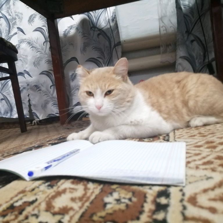 Аватар автора