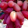 Иконка канала ВАУ (Виноград Андрея Удовина)