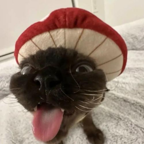 Иконка канала koTaxbas