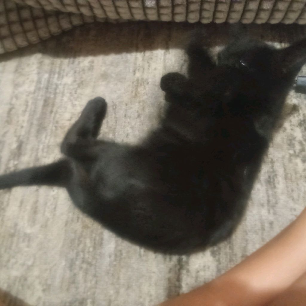 Иконка канала ❤️EVA.KAT.(8)❤️@*&:)❤️🐕🐕🐈🐈⊙⁠﹏⁠⊙