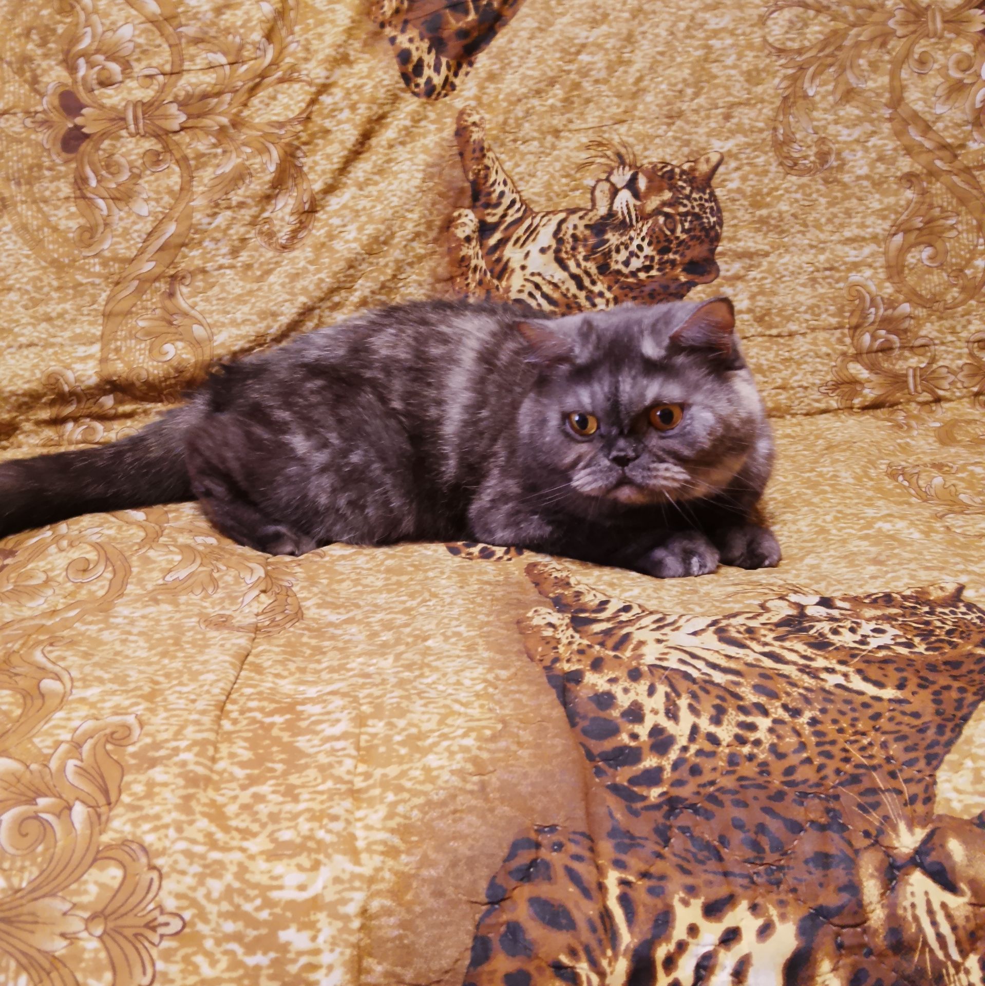 Аватар автора