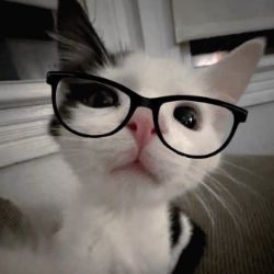 Иконка канала cat_YouTube